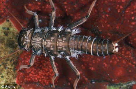 '新研究发现缺氧导致史前巨型昆虫灭绝'