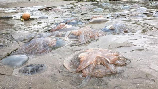 '英国南部海岸惊现一只近1米宽的巨型水母：有150条之多'