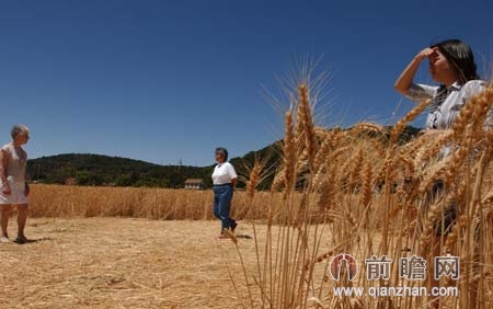 '美国加州再现麦田怪圈