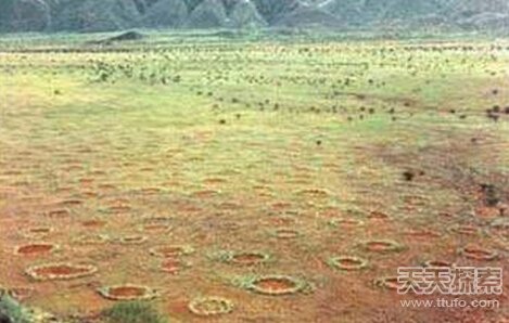 '动物界十大未解之谜：沙漠精灵圈