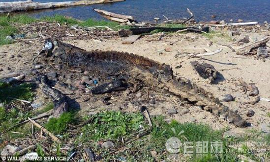 '布雷路怪兽：威斯康辛州埃尔克霍恩乡村道路神秘生物'