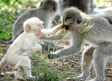 '各种各样罕见白化动物似外星生物'