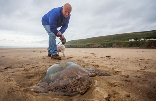 '英国南部海岸惊现一只近1米宽的巨型水母：有150条之多'
