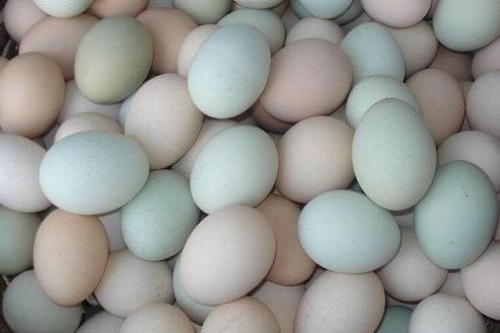 吃鸡蛋的误区有哪些？