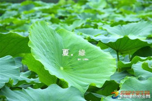 關於夏天優美的句子短一點的