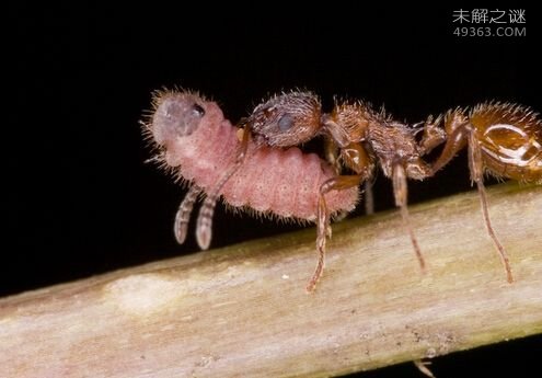 感染spinochordodes tellinii金線蟲的蟋蟀和蝗蟲會產生一種求死的